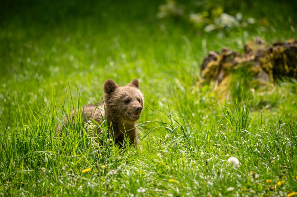 Swiss daycare children playing